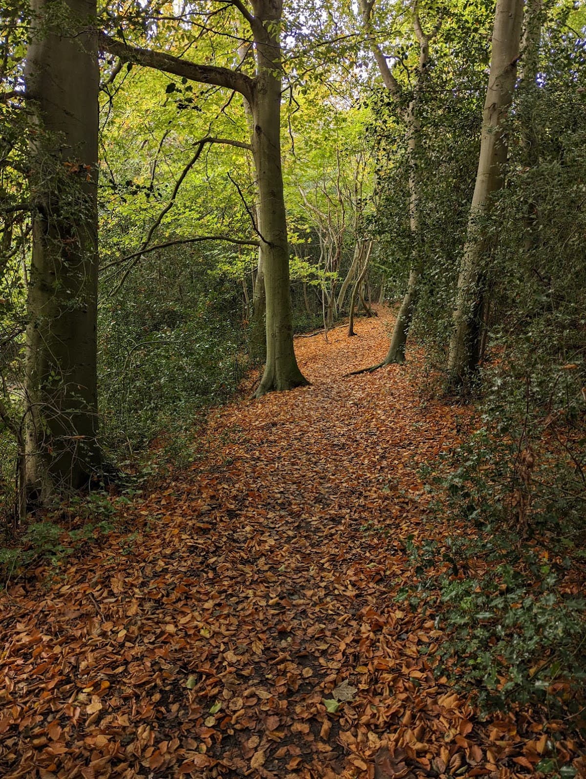 Hayes Common - Image 2