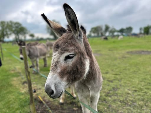 Island Farm Donkey Sanctuary - Main view