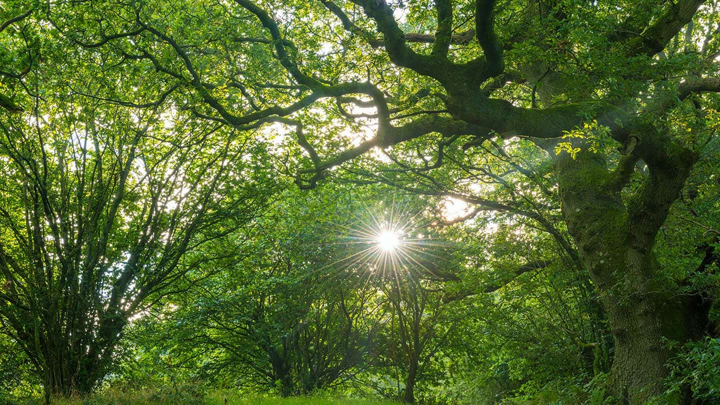 Whinny hill wood - Image 3