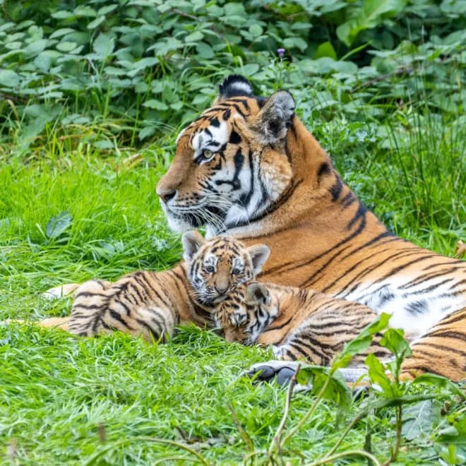 Knowsley Safari - Main view