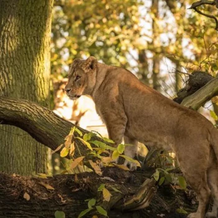 Knowsley Safari - Image 2