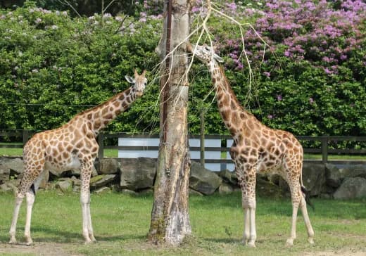 Knowsley Safari - Image 3
