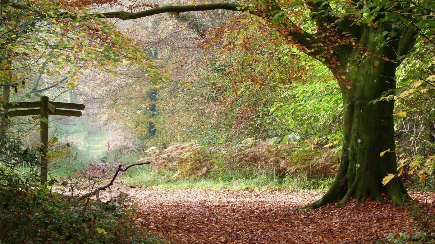 National Trust - Slindon Estate - Main view