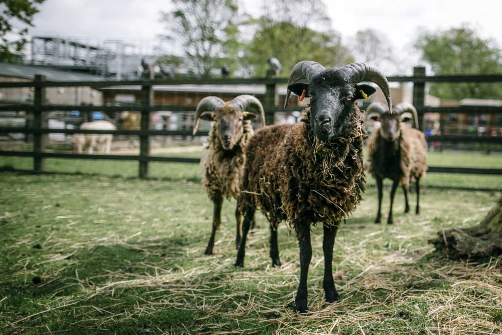 Stepney City Farm - Image 1