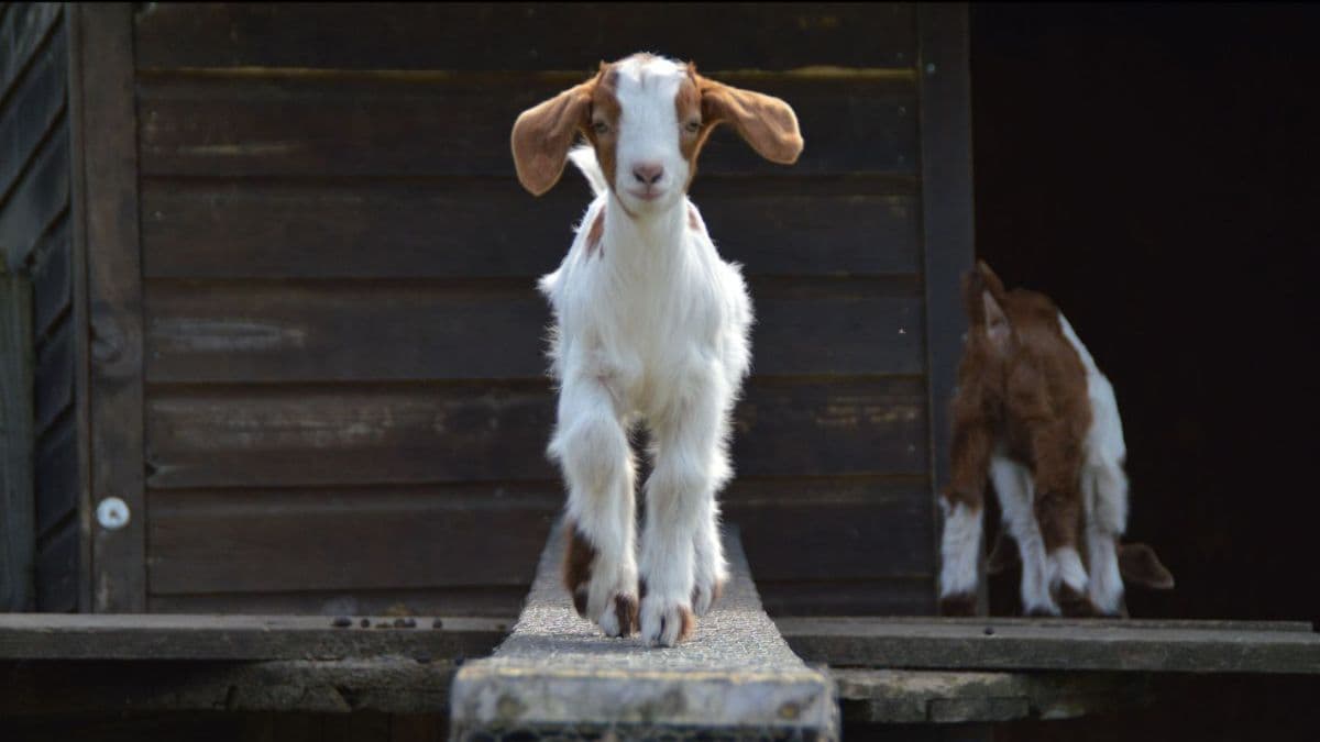 Stepney City Farm - Image 2