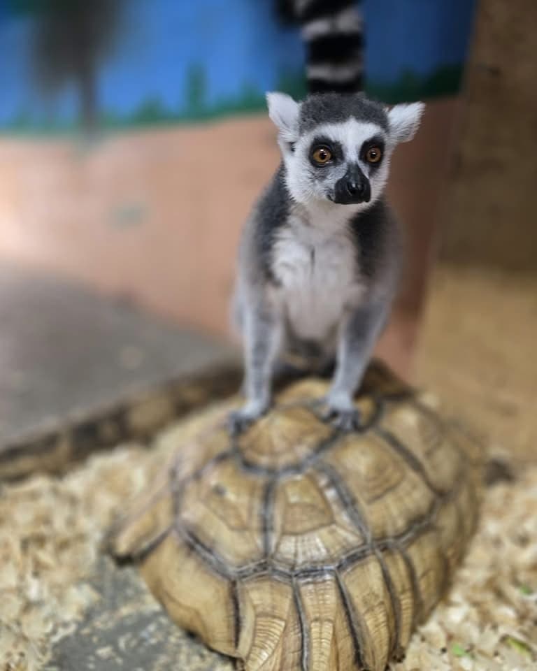 Messingham Zoo - Main view
