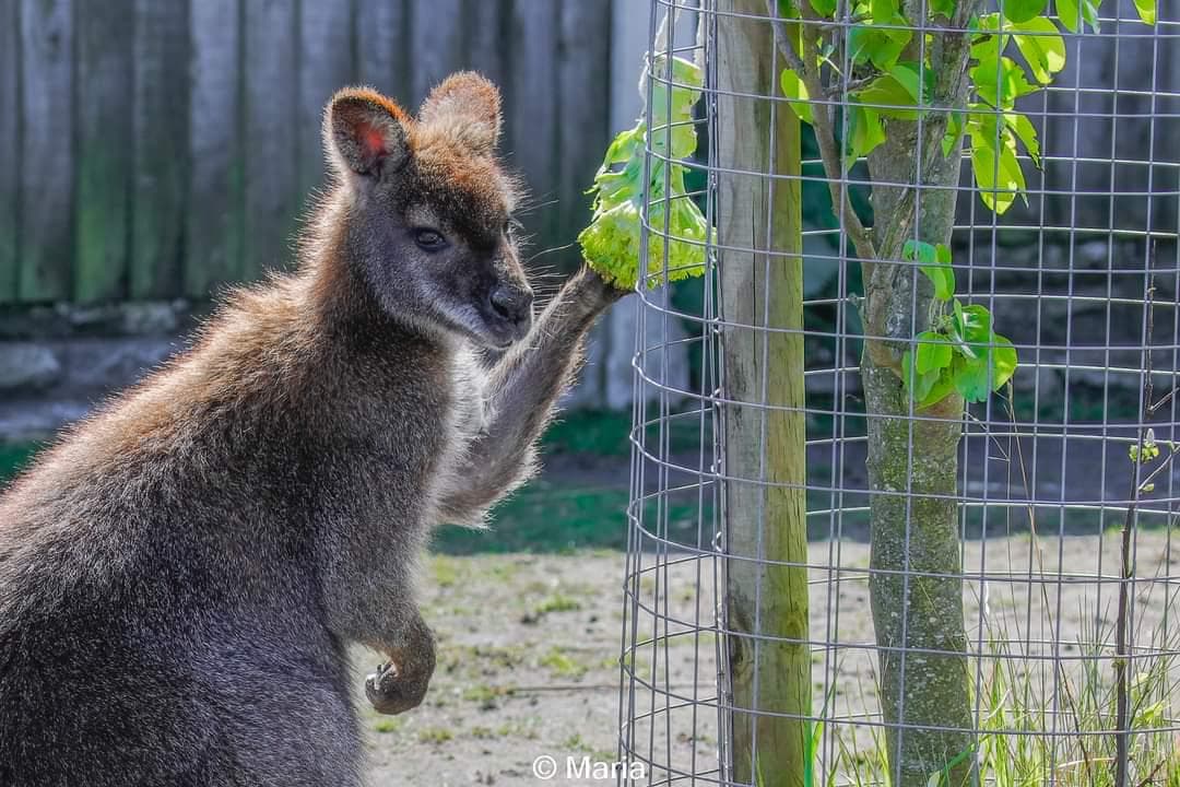 Messingham Zoo - Image 2
