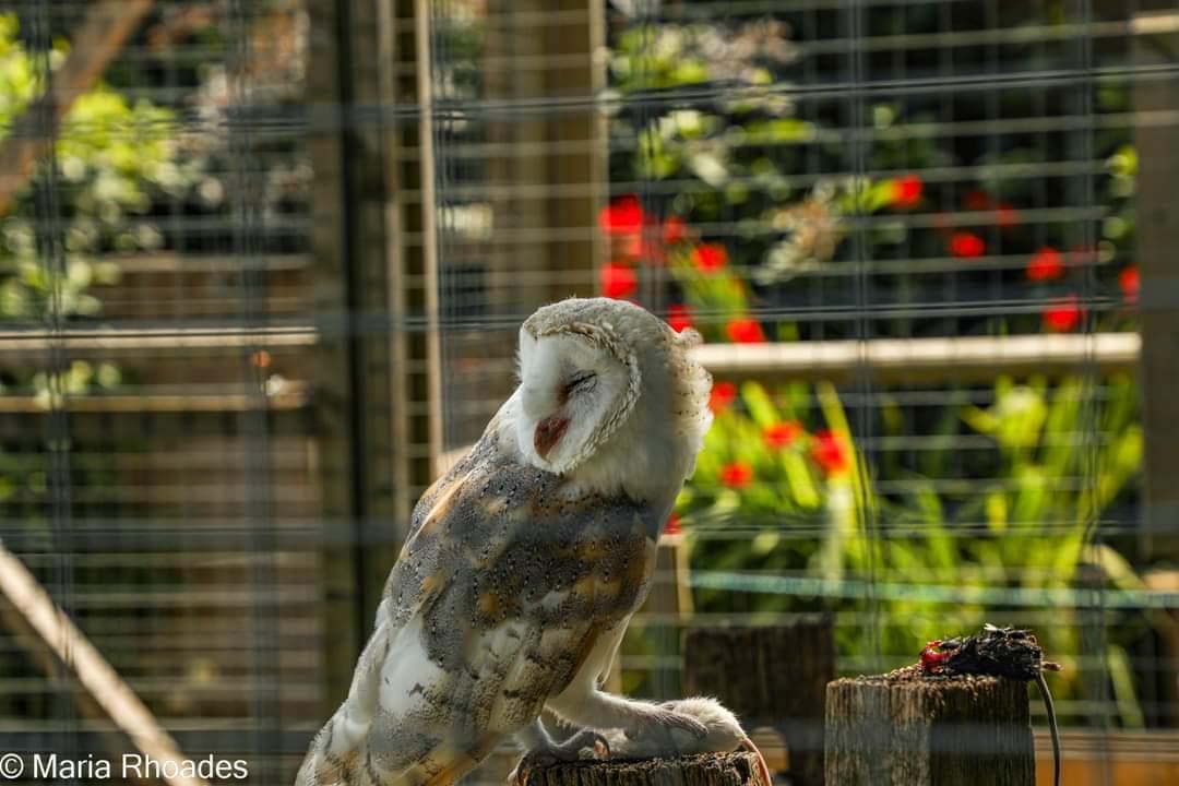 Messingham Zoo - Image 3