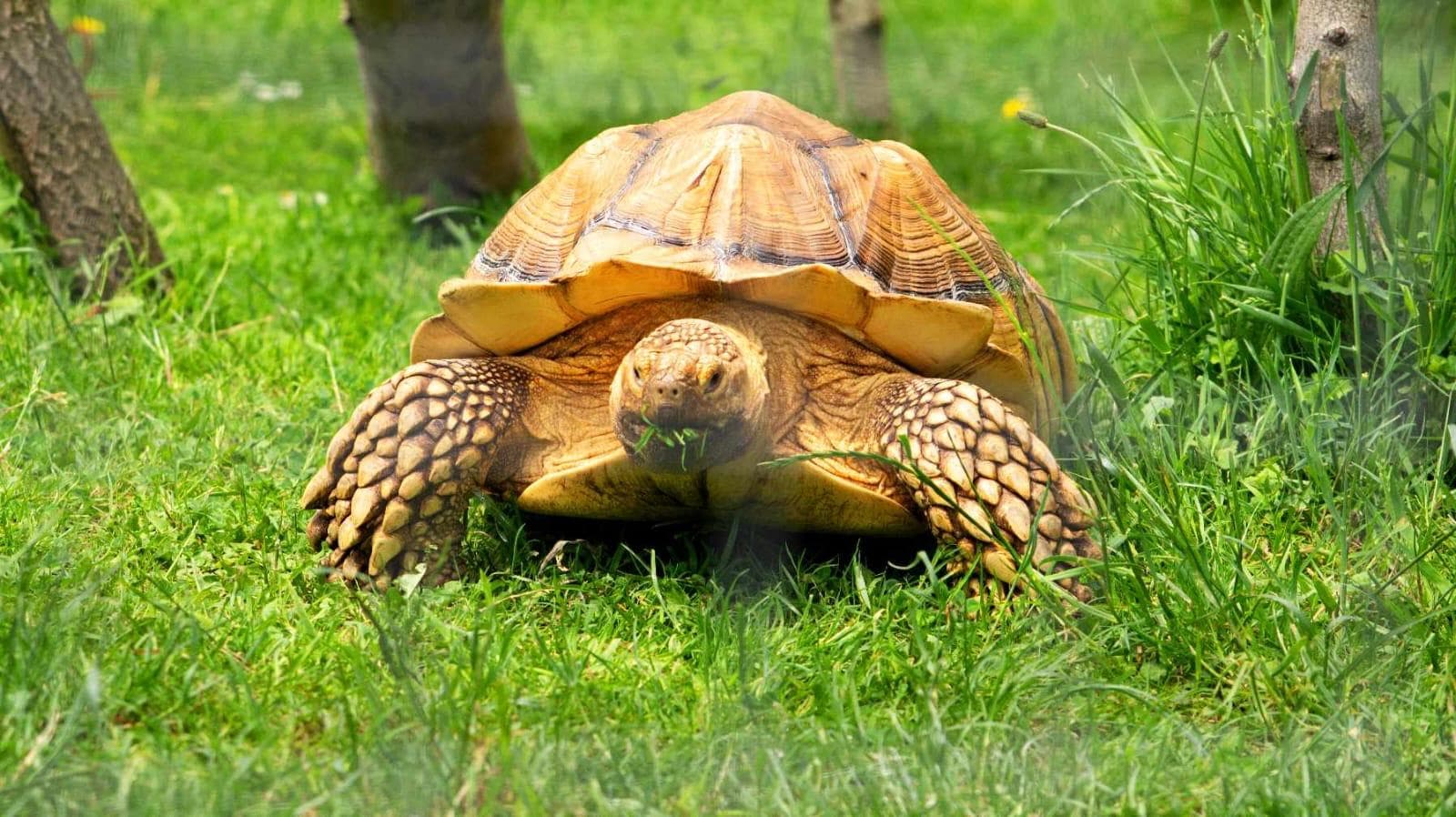 Messingham Zoo - Image 4
