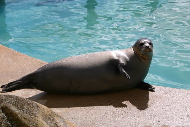 Natureland Seal Sanctuary (Skegness) - Image 4