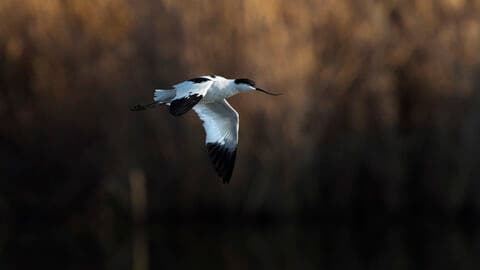 Hen Reedbeds - Image 3
