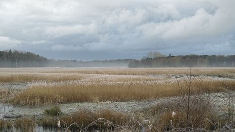 Hen Reedbeds - Image 4