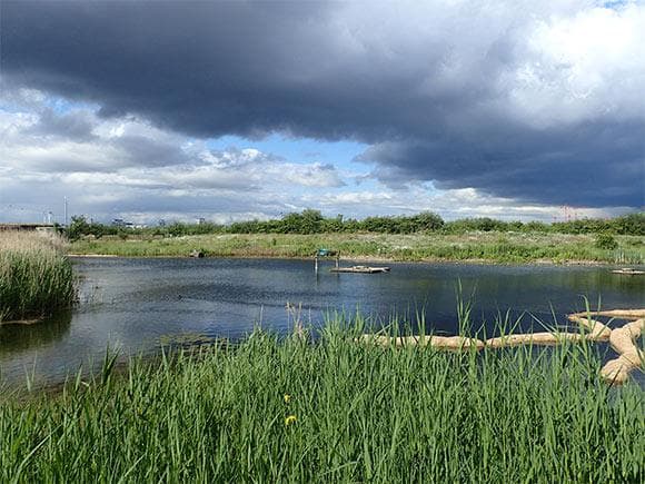 Greenwich Peninsula Ecology Park - TCV - Image 2