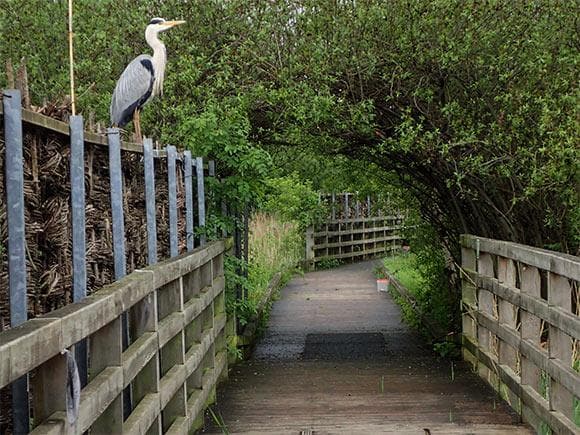 Greenwich Peninsula Ecology Park - TCV - Image 3