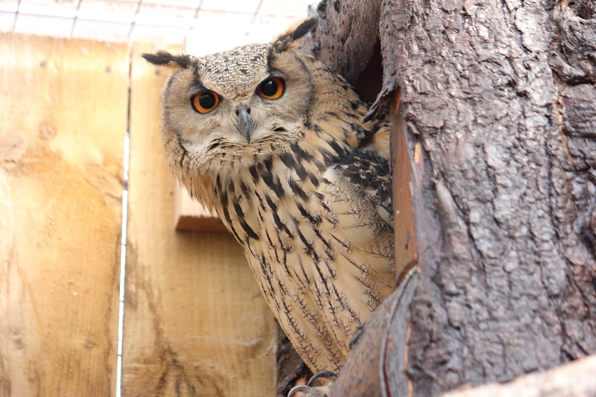 Scottish Owl Centre - Image 3