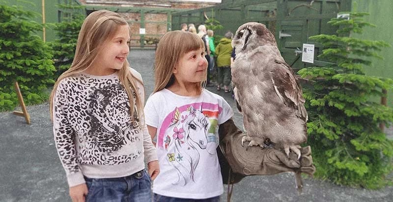 Scottish Owl Centre - Image 2