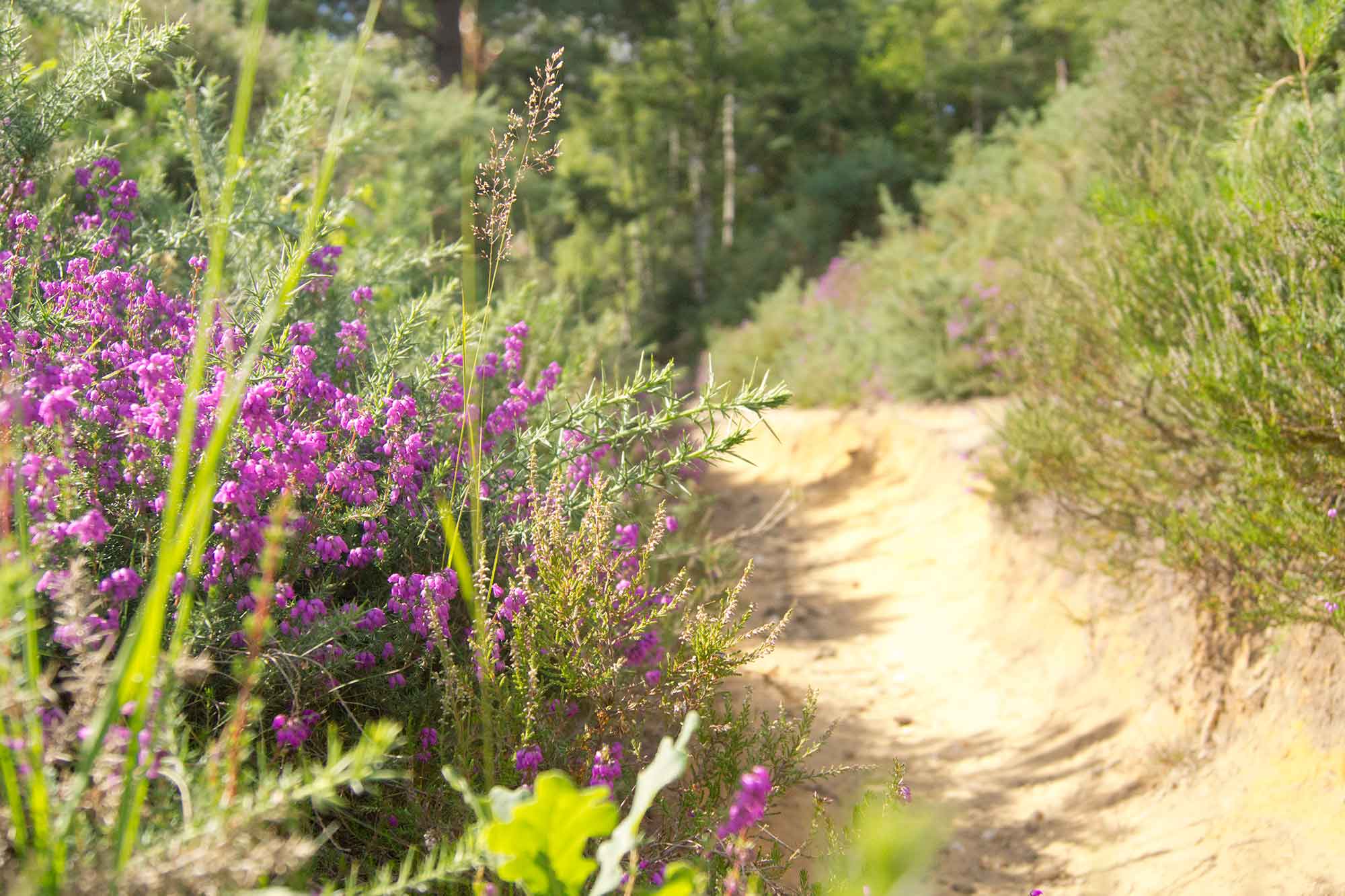 Chobham Common (South) - Main view
