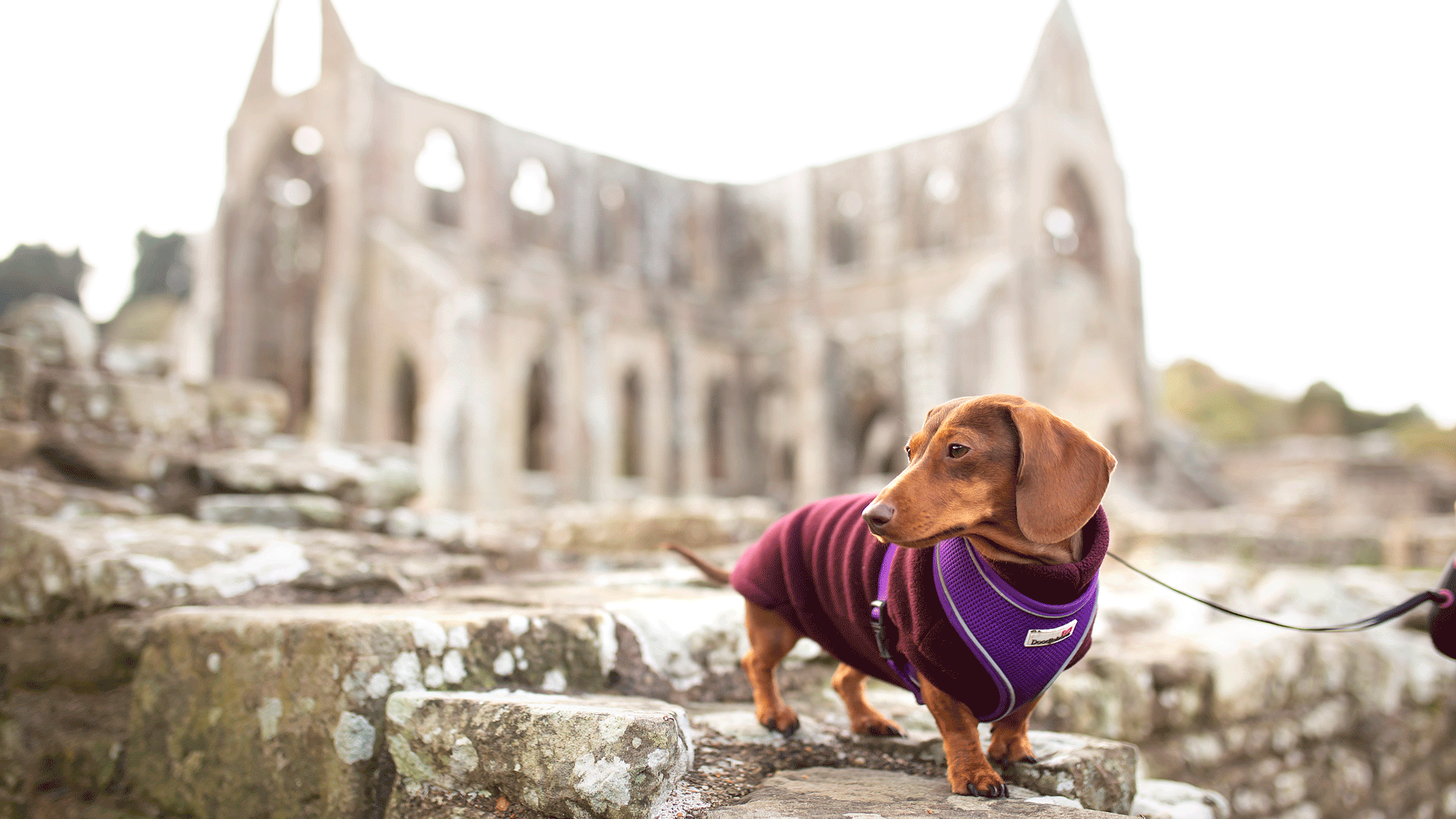 Tintern Abbey - Image 4