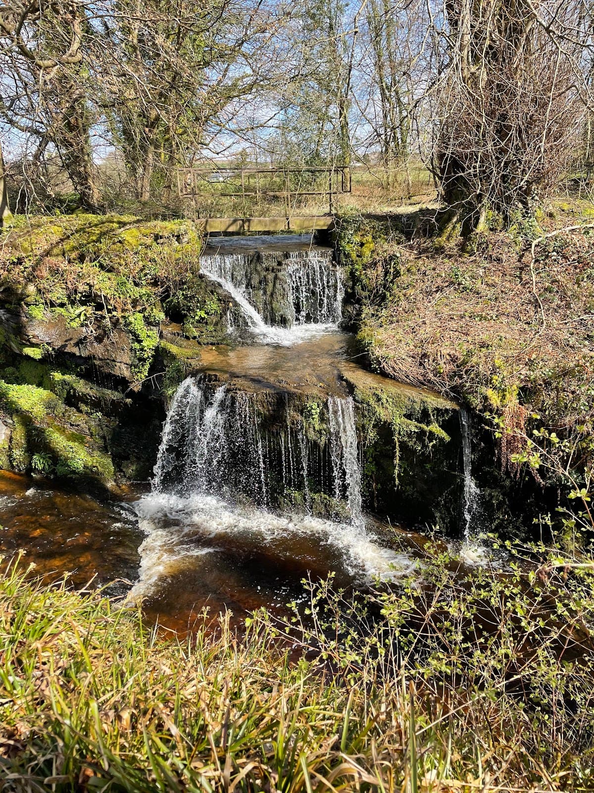 Geilston Garden (National Trust for Scotland) - Image 5