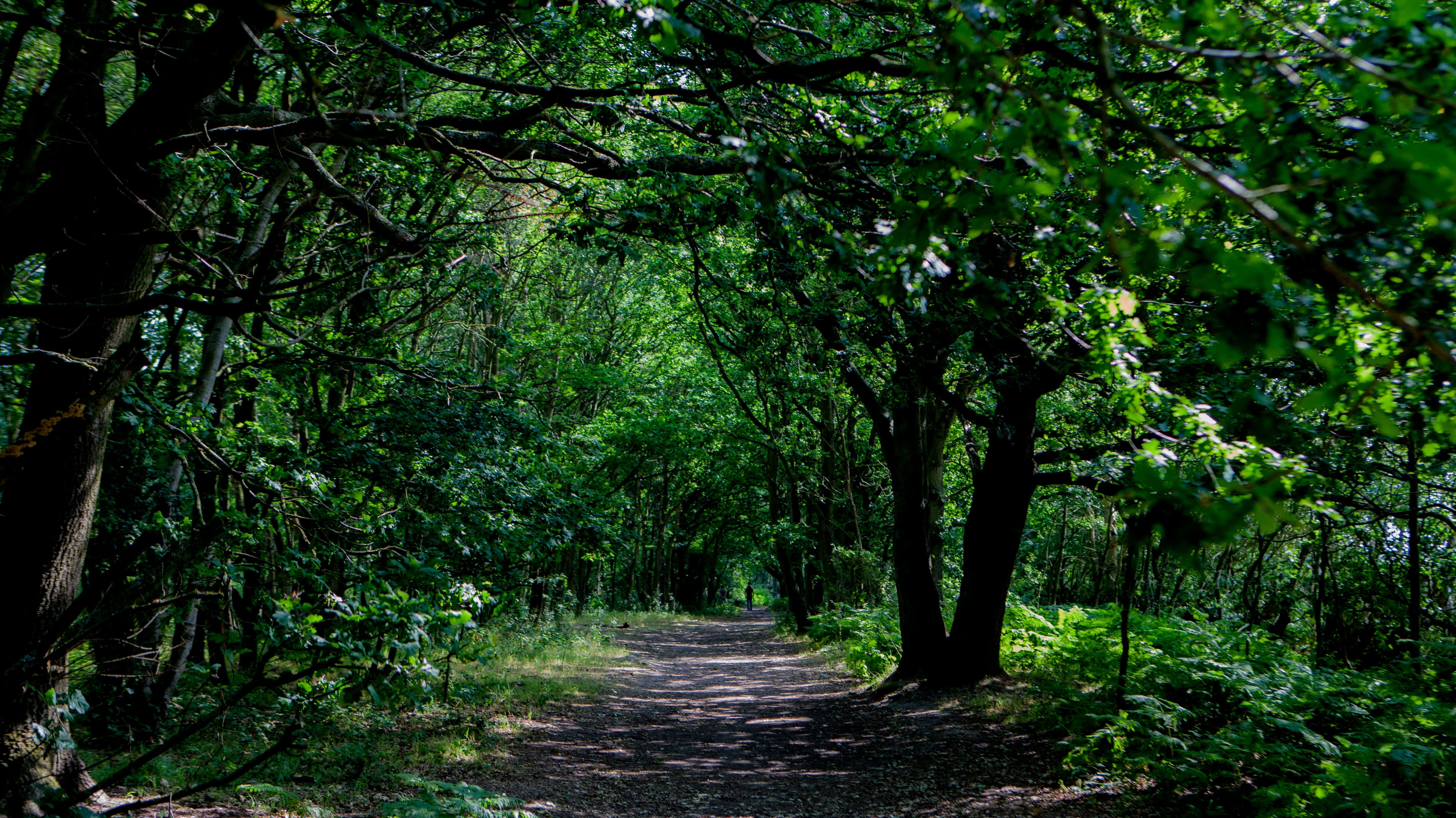 Tiptree Heath - Image 1