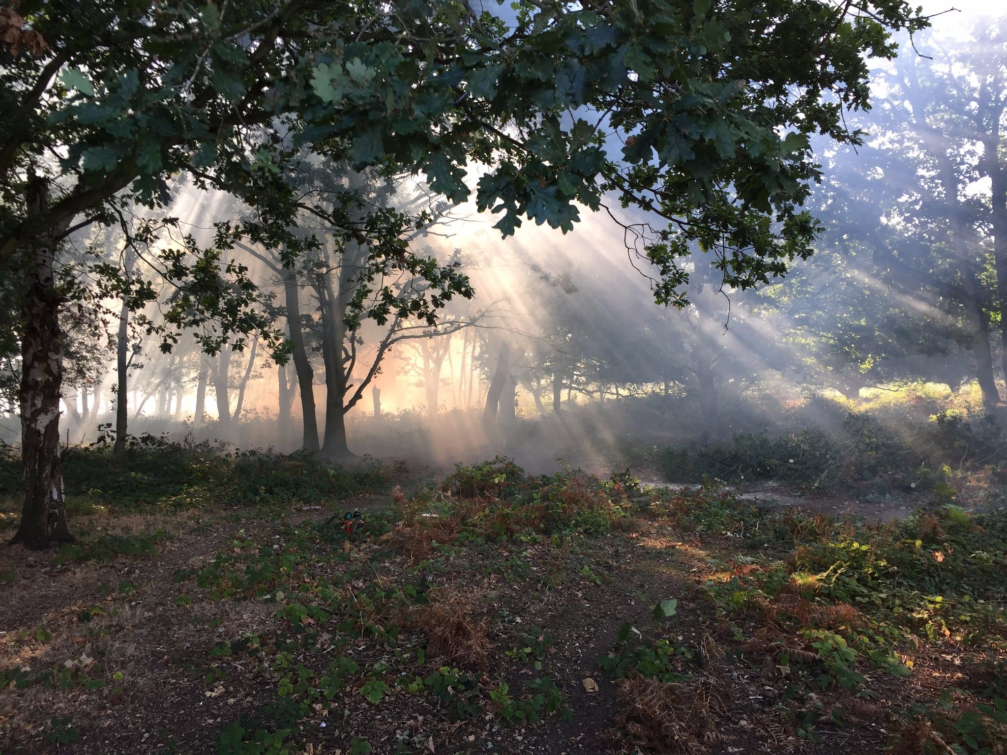 Tiptree Heath - Image 2