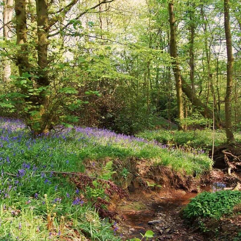 Blacka Moor Nature Reserve - Image 4