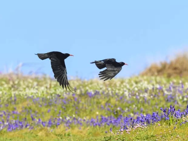 Oare Marshes - Kent Wildlife Trust - Image 4