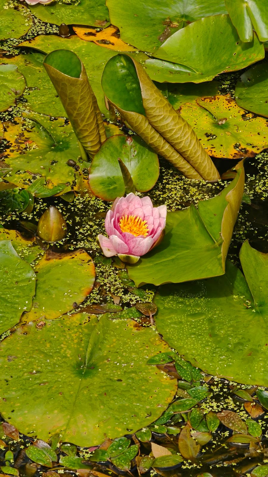 Attadale Gardens - Image 5