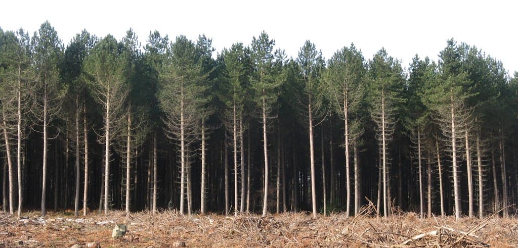 Greno Woods Nature Reserve - Image 3