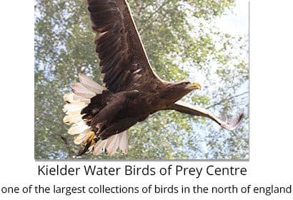 Kielder Water Bird Of Prey Centre - Image 3