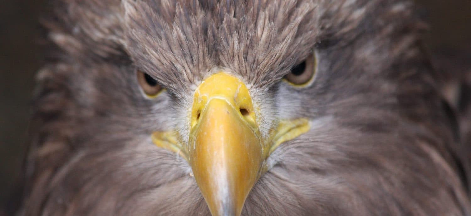 Kielder Water Bird Of Prey Centre - Image 4