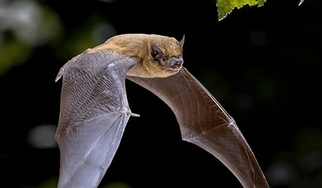 Bats, Moths & Moonlight - Nocturnal Nature Walk
