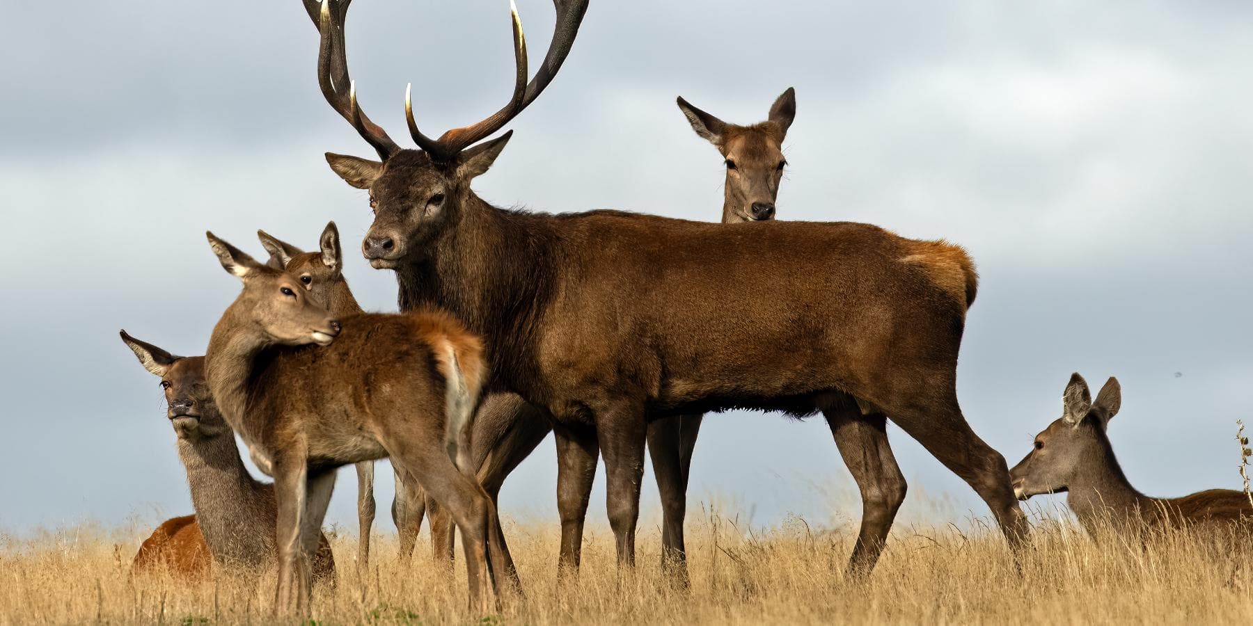 Minsmere Red Deer Safari