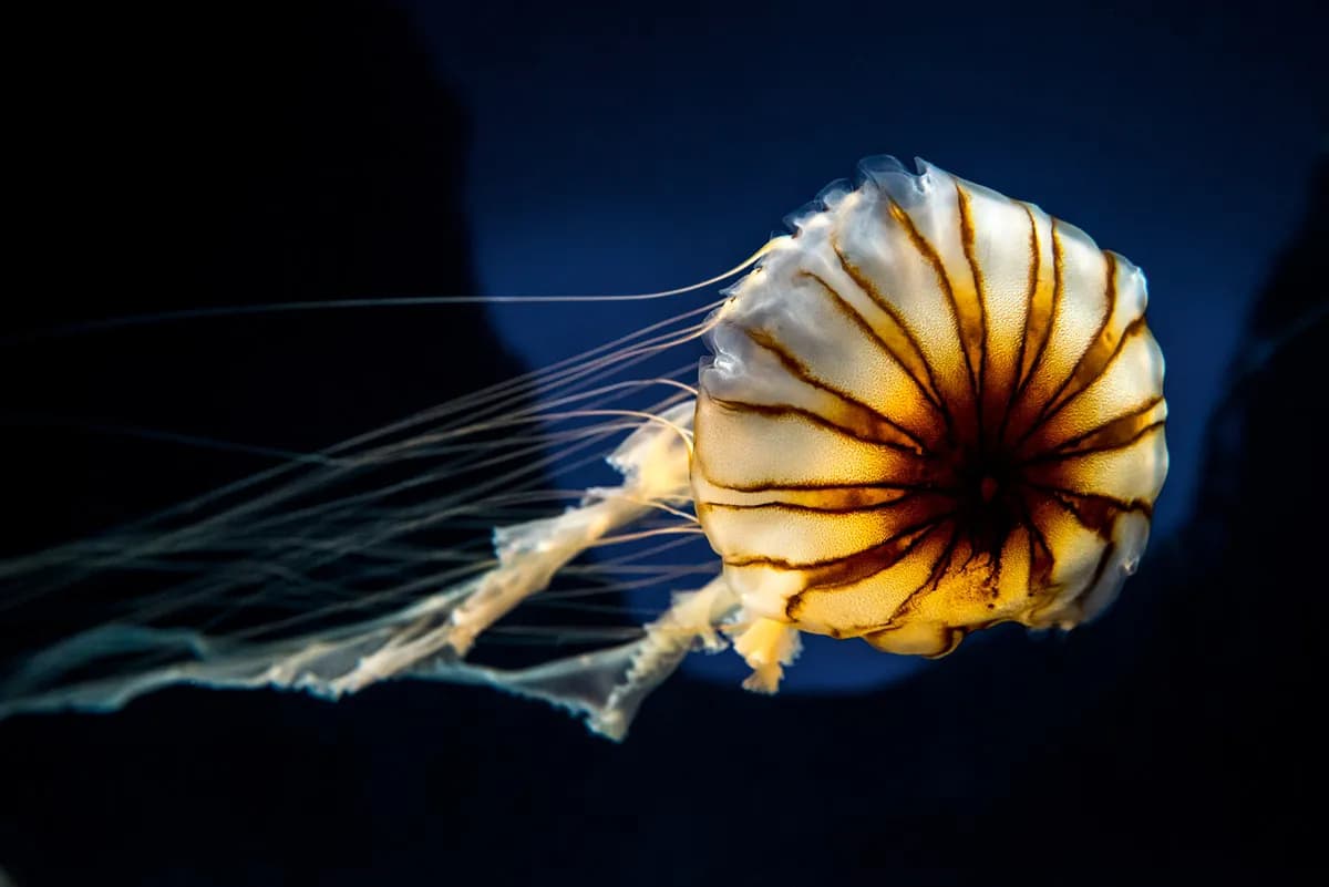 Quiet at the Aquarium