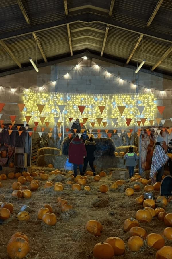 Pumpkin Picking after dark