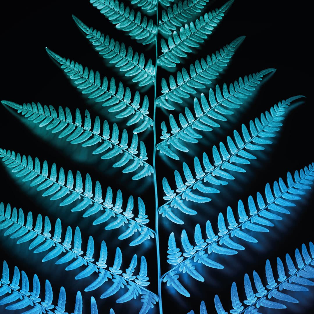 Biofluorescent Night Walk at Castell Henllys
