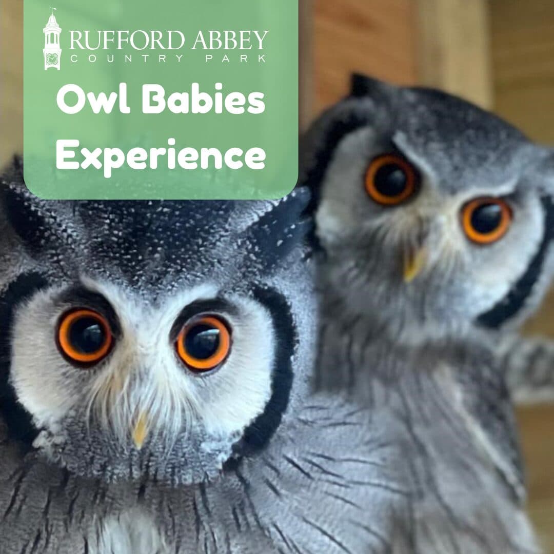 Owl Babies Experience