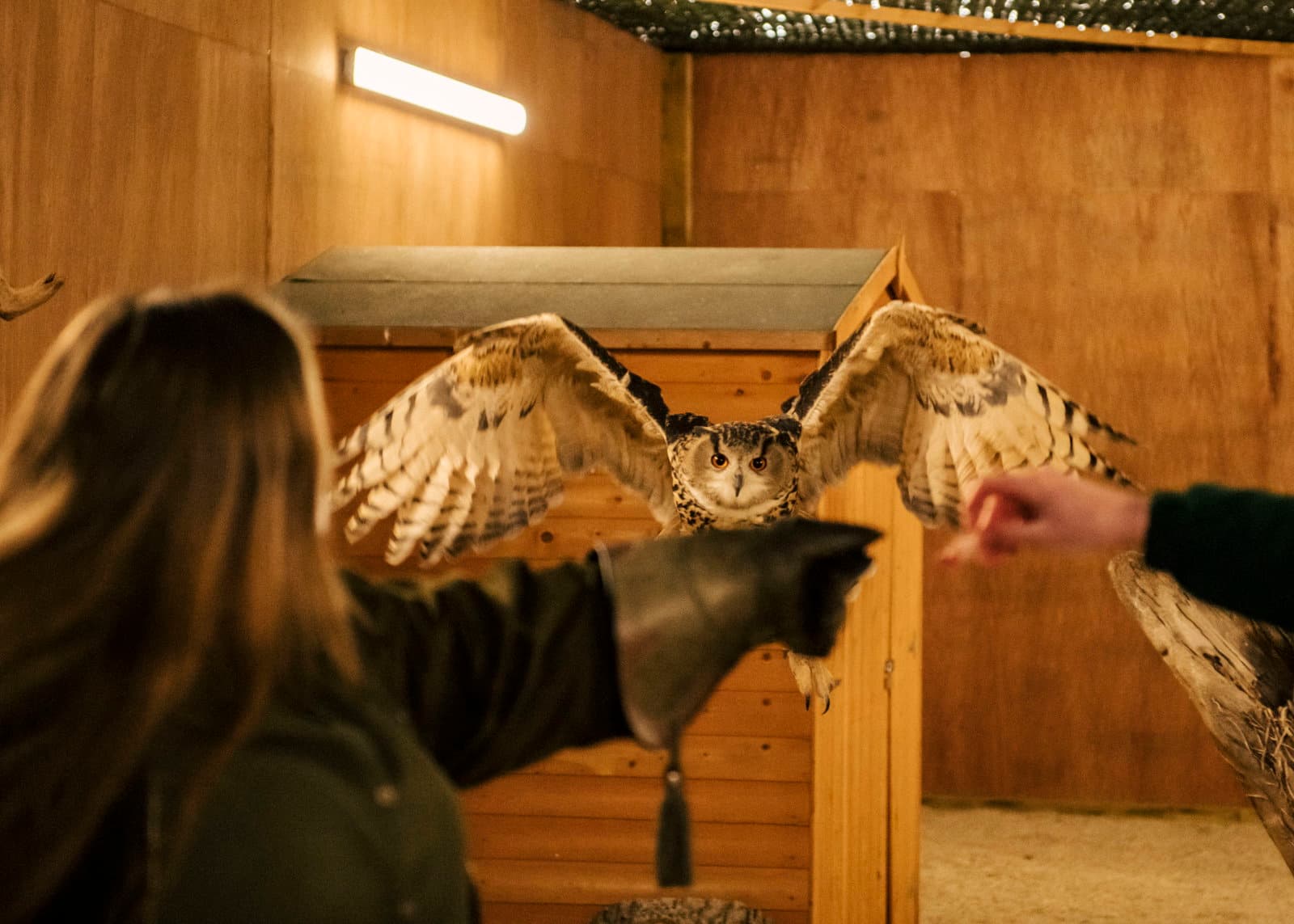 Owl Evenings