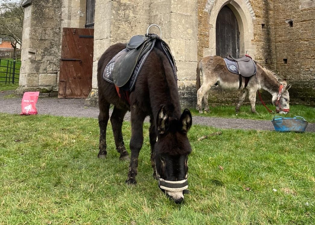 Donkey Day at Somerset Rural Life Museum