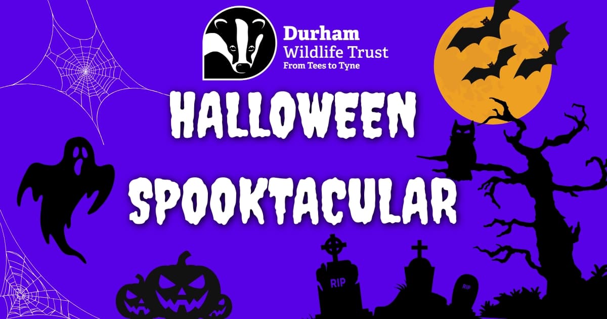 Durham Wildlife Trust Halloween Spooktacular