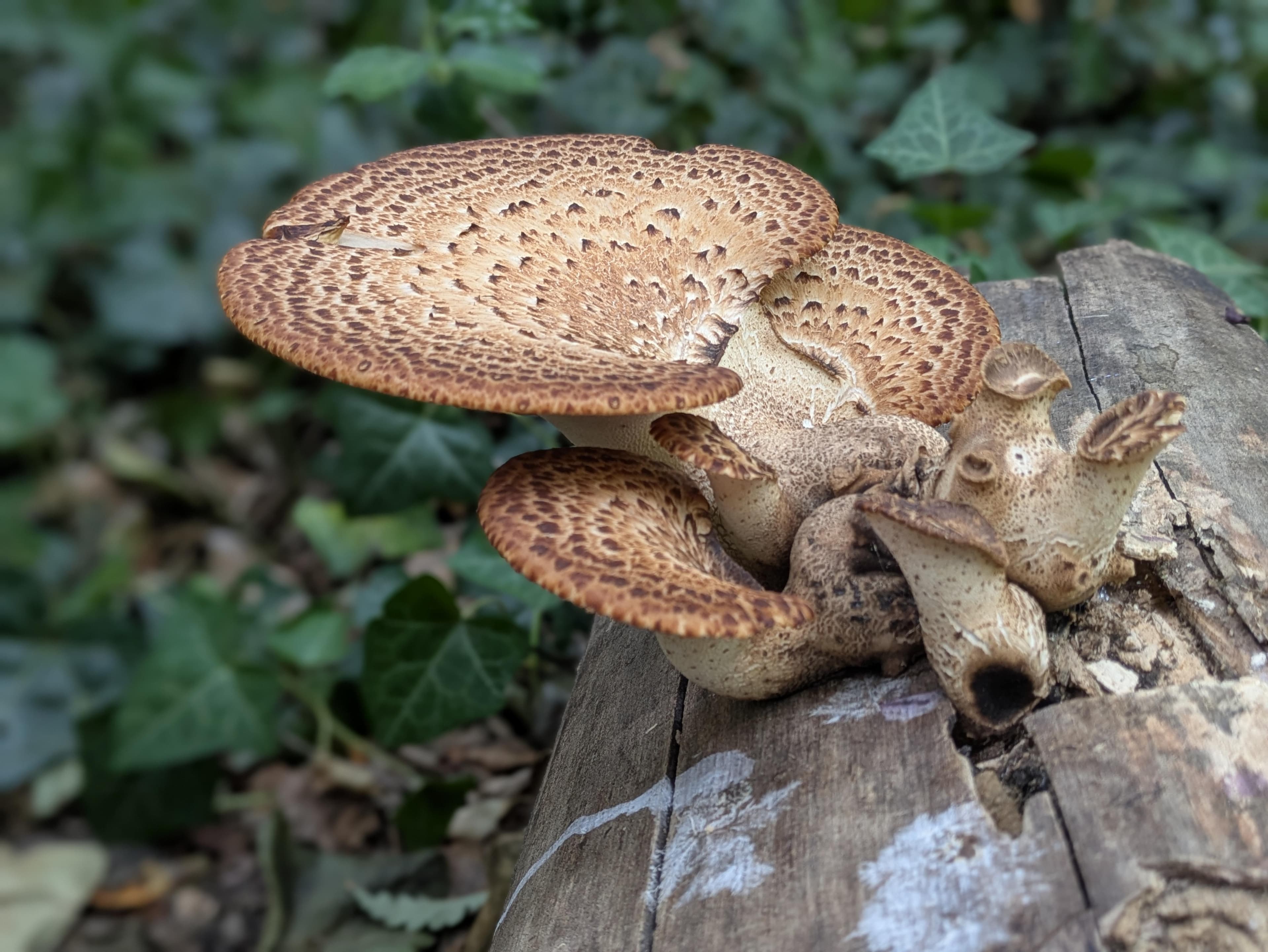 Fungi Fun - Children's Holiday Activity