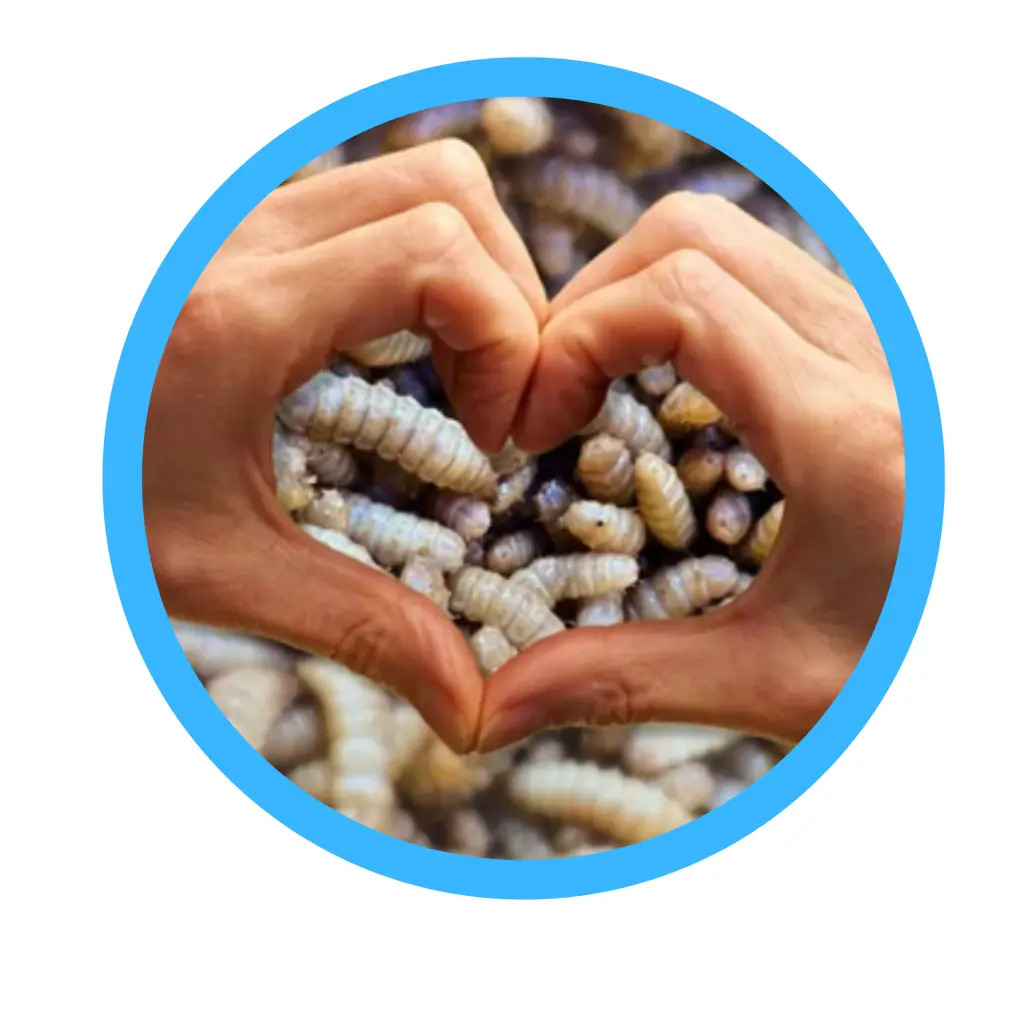 Loving Maggots!