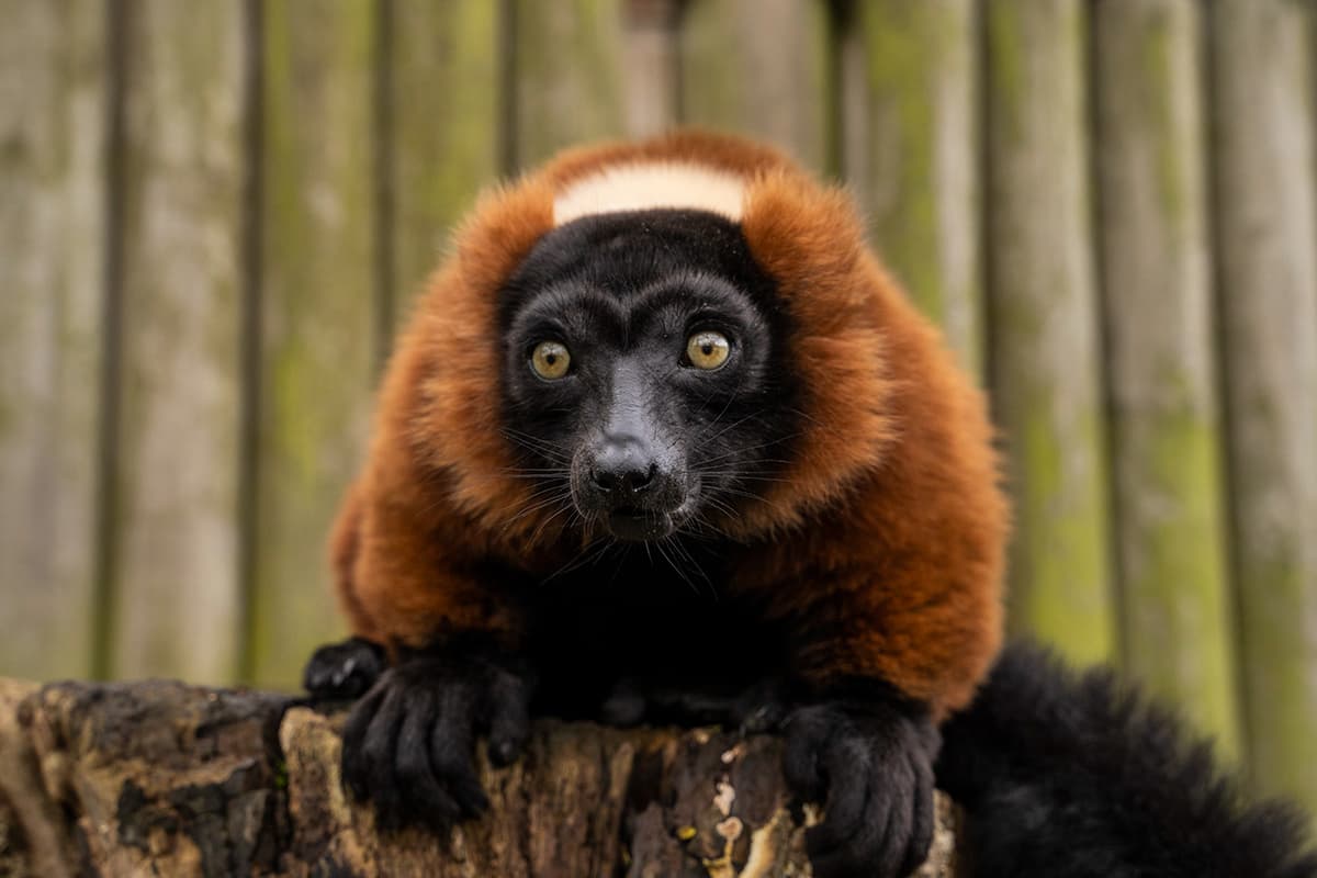 Lemur Weekend at Hertfordshire Zoo