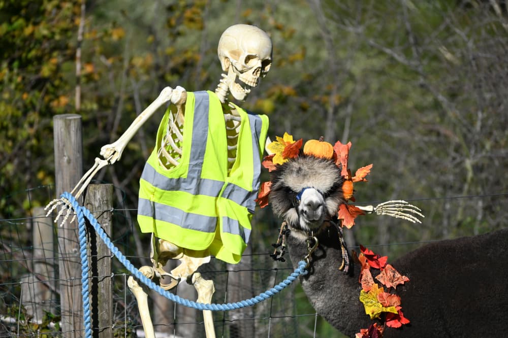 Halloween Alpaca Treks at Holly Hagg