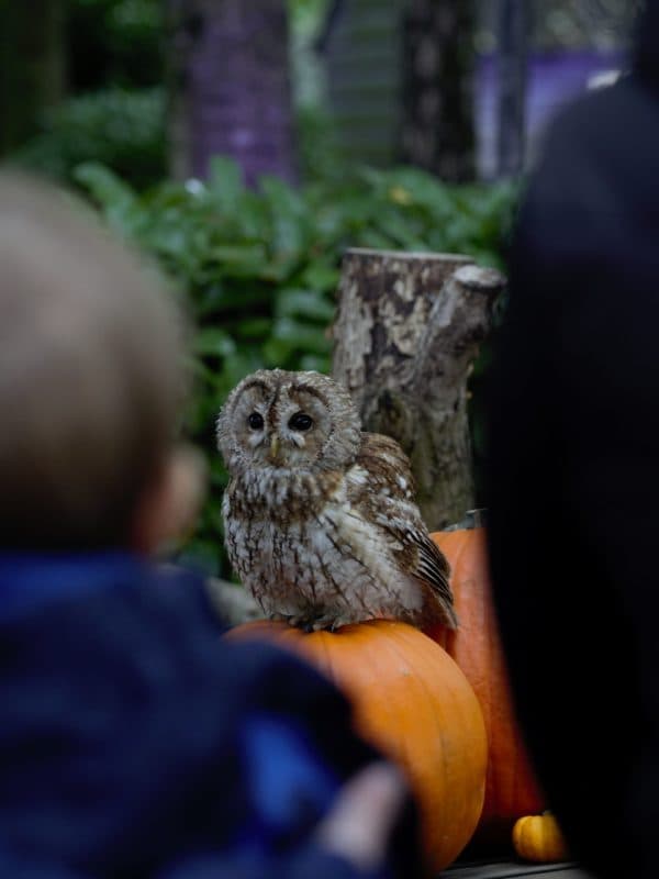 Spooky Owl Week