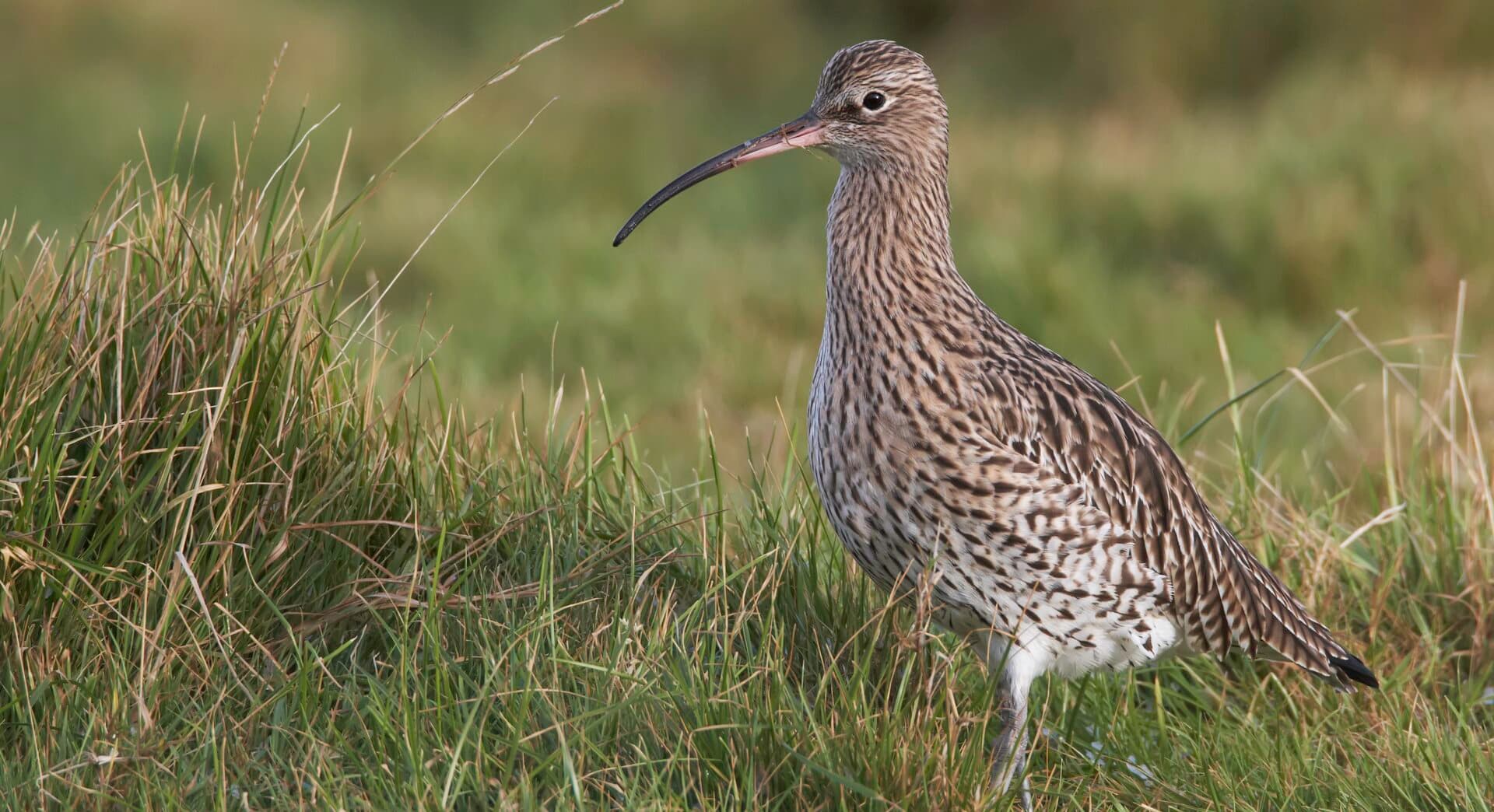 Brilliant birds (Family event) at NWT Holme Dunes
