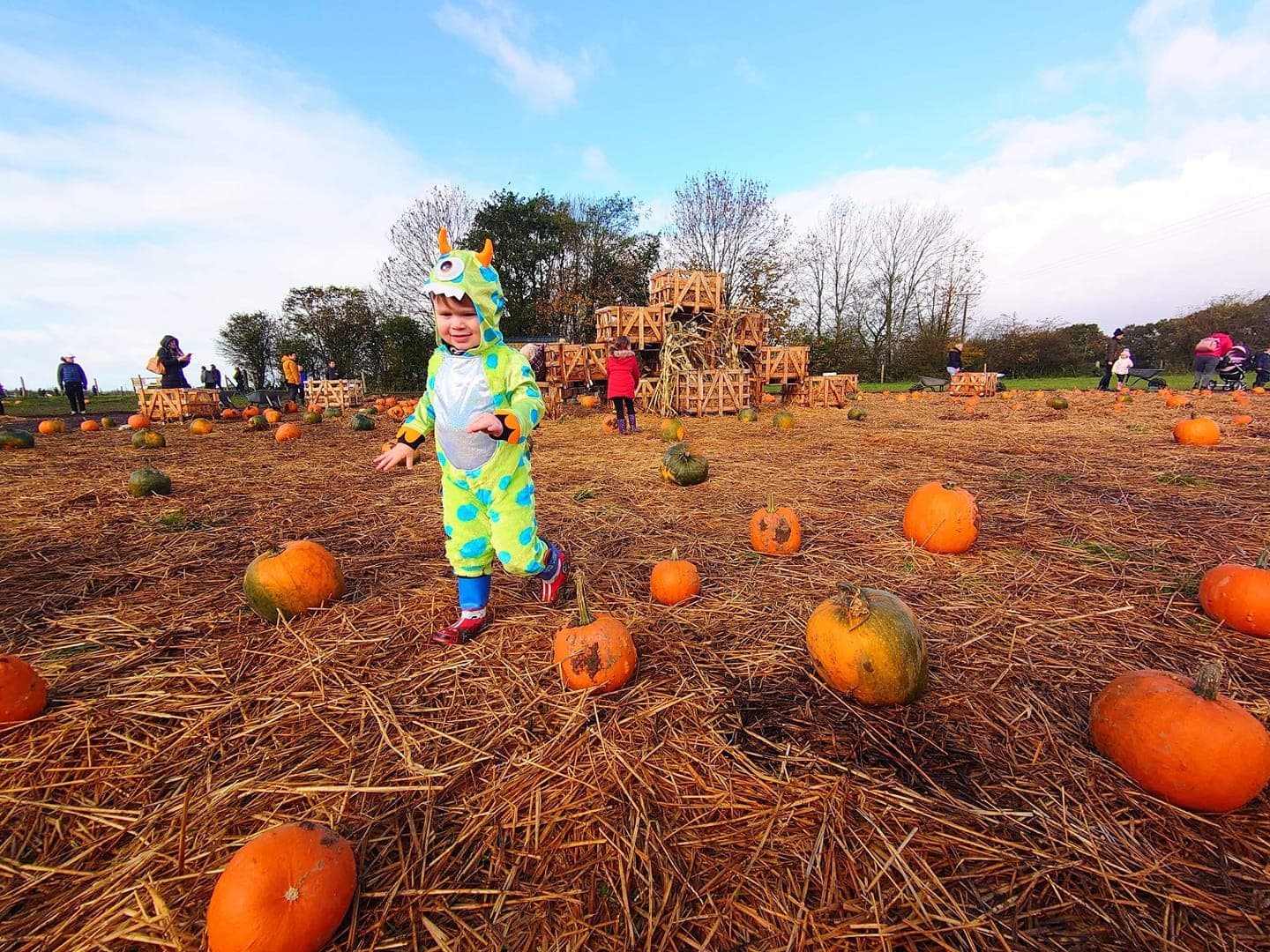 Pumpkin Picking at Mrs Dowsons Farm Park