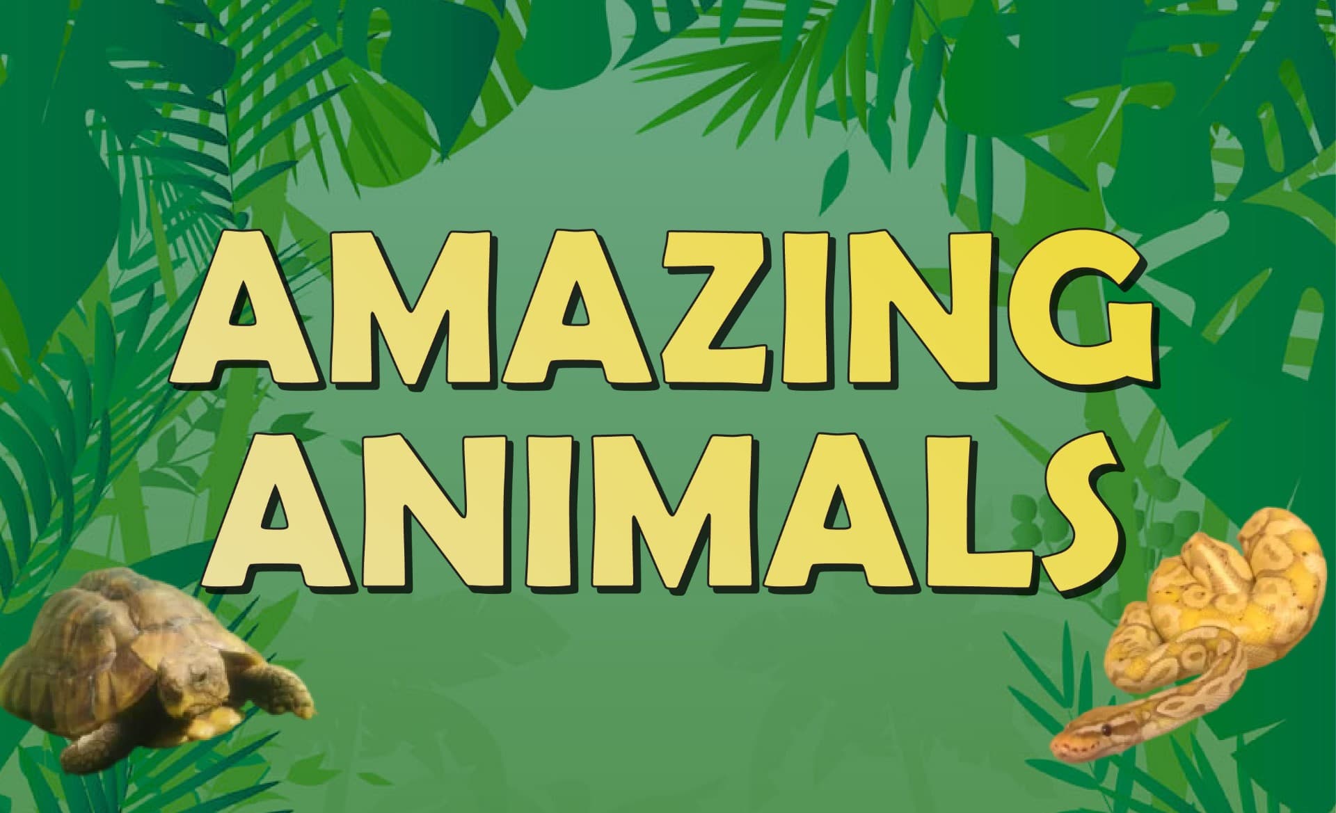 Amazing Animals