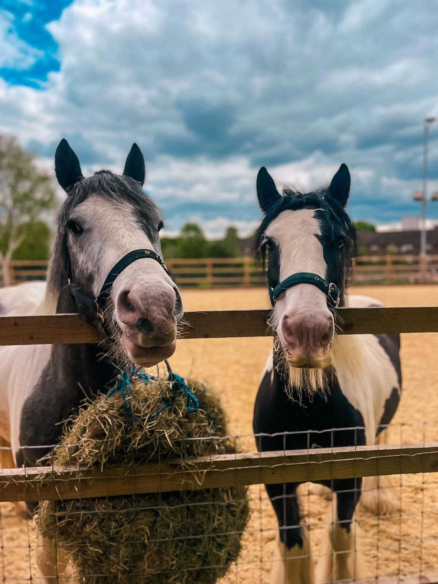 Pony Club at Kentish Town City Farm