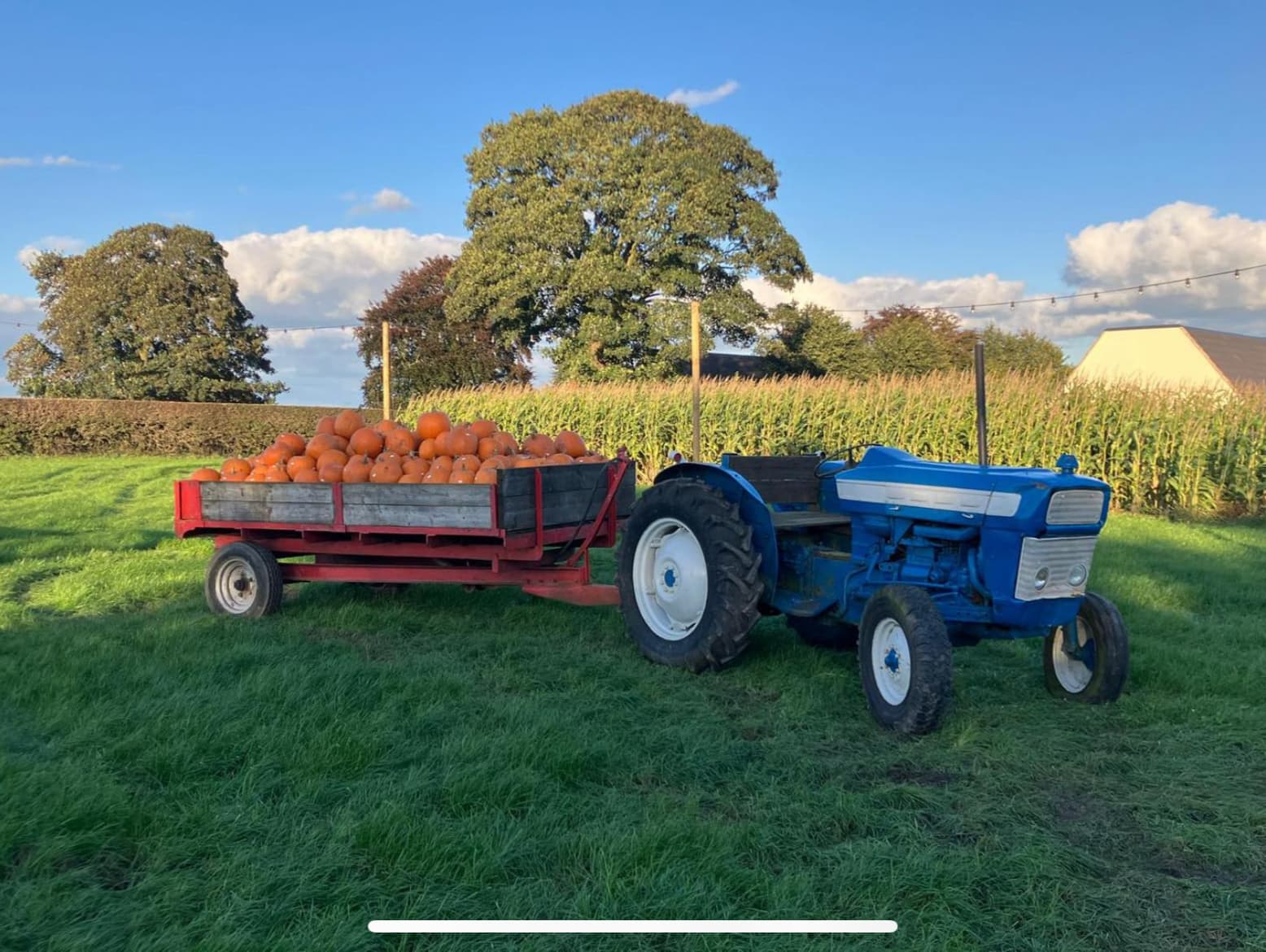 Pumpkin Patch at Wheelock Hall Farm
